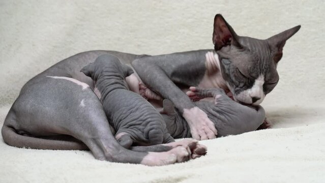 Mother cat of one kitten breastfeeds milk and licks another kitten. Mommy Sphynx Hairless Cat lying and nursing. Process of feeding of kitten, childhood at home. Real time shot video, part of series