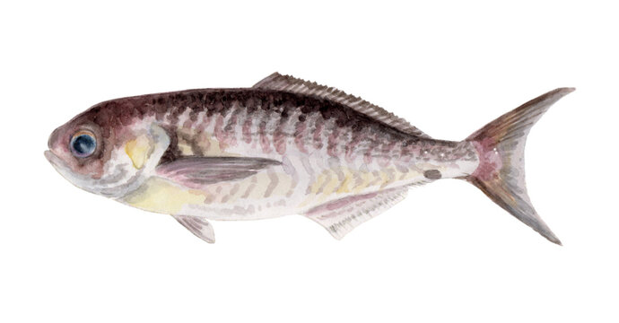 メダイ 手描き水彩画