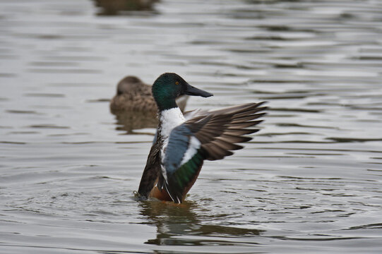 A male Northern Shoveler opening its wings in the lake.  Delta BC Canada
