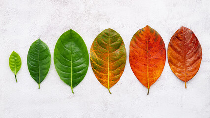 Different age of leaves and colour set up on white concrete background. Ageing and seasonal concept...