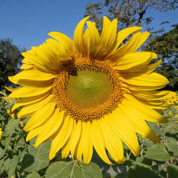 Close up of sunflowers in field.