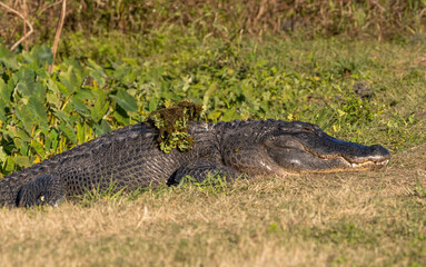 A large alligator covered in aquatic vegetation basking in the sun 