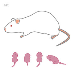 授乳中のラット　個別版