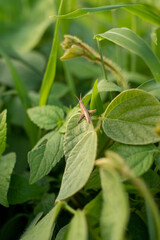 A grasshopper landing on a plant