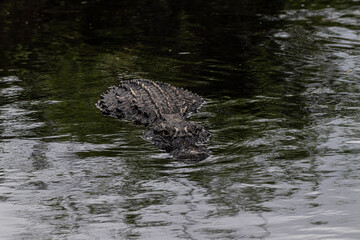 alligator, crocodile, reptile