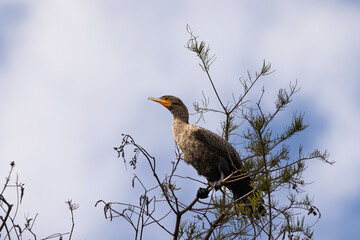 seagull
