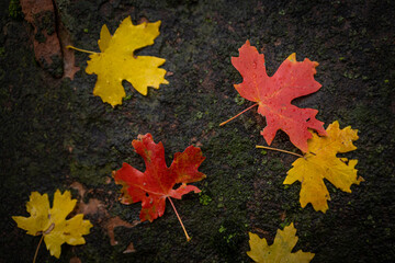 Fall Colors in Zion National Park