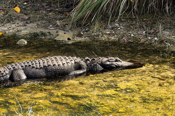 alligator, crocodile, reptile