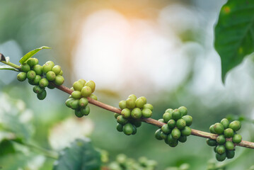 Green coffee bean berry plant with sunlight. Fresh raw seed coffee tree growth in eco organic farm morning time. Close up Green seed berries arabica coffee garden. Fresh coffee bean green leaf plant