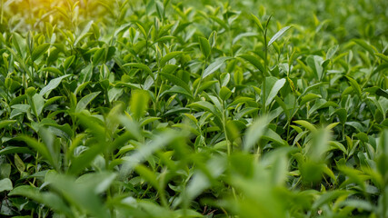 Green tea tree leaves camellia sinensis in organic farm sunlight. Fresh young tender bud herbal farm on summer morning. Sunlight Green tea tree plant. Close up Tree tea plant green nature in morning