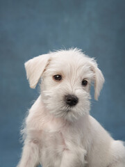 puppy white schnauzer on a blue background. Cute dog portrait