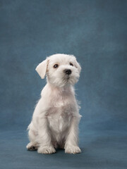 puppy white schnauzer on a blue background. Cute dog portrait
