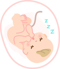 お腹の中で眠る赤ちゃんのイメージイラスト