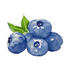 blueberry digital drawing with watercolor style illustration
