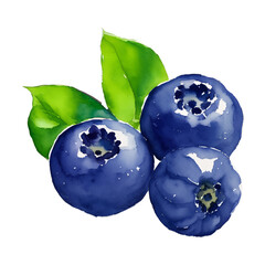 blueberry digital drawing with watercolor style illustration