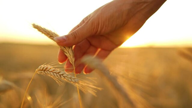 Female hand touches ripe ears of wheat at sunset. 