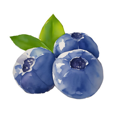 blueberry digital drawing with watercolor style illustration