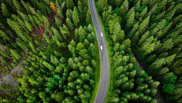 Top down view of cars driving along the road among the coniferous forest