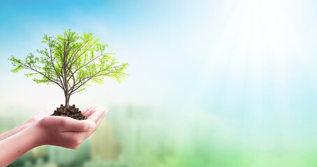 ESG concept: human hand holding large growing plant against green forest background