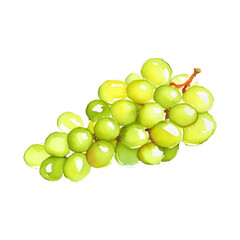 green grape digital drawing with watercolor style illustration