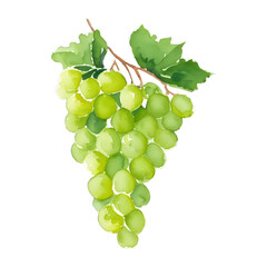 green grape digital drawing with watercolor style illustration