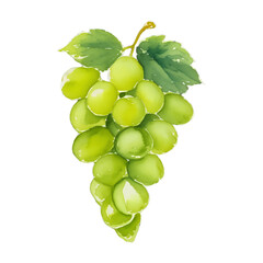 green grape digital drawing with watercolor style illustration - obrazy, fototapety, plakaty