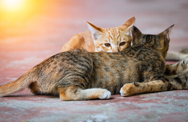 Yellow cat looking to camera and sleep on tabby cat on ground.