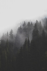 Fog in the mountain forest, vertical background.