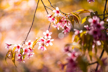Close up sakura flower