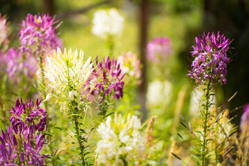 Close up white flower in park