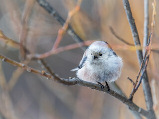 European long-tailed tit, latin name Aegithalos caudatus. A bird sitting on a branch in a deciduous forest.