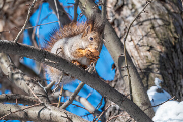 The squirrel with nut sits on tree in the winter or late autumn