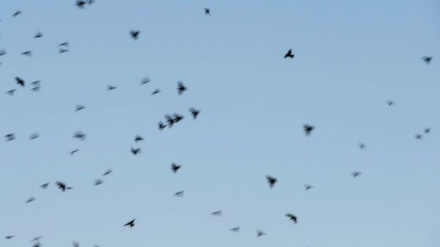 A flock of excited birds in the sky