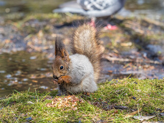 Fototapeta premium Squirrel in autumn or spring with nut on the green grass with fallen yellow leaves