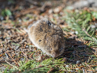 A closeup of a Common vole, Microtus arvalis, on the ground with a blurry background