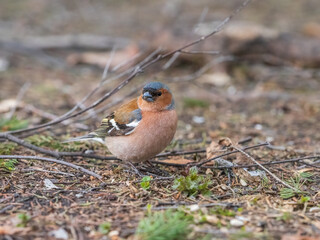 Common chaffinch, Fringilla coelebs, sits on a green lawn in spring. Common chaffinch in wildlife.