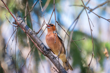Common chaffinch, Fringilla coelebs, sits on a branch in spring on green background. Common chaffinch in wildlife.
