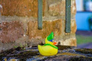 Isolated Colorful Rubber Duck Sitting on a Brick Wall