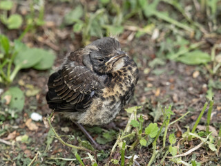A fieldfare chick, Turdus pilaris, has left the nest and sitting on the spring lawn. A fieldfare...