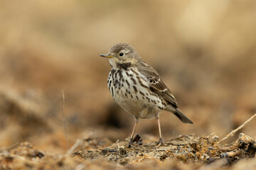 粘土のような土の上に立つタヒバリ