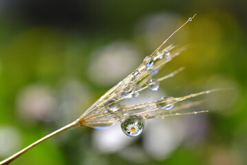 Dewy dandelion seed closeup. Daisy flower reflection in dew drops. Spring nature background.
