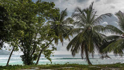 Tropical plants and palm trees grow on the coast.  Sprawling green leaves against the sky and clouds. A long wave of turquoise ocean rolls towards the shore. Seychelles. Mahe