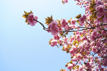 櫻、桜、さくら、sakura、cherry bloosam、八重桜、やえざくら、チューリップ、黄色のチューリップ、黄色、ピンク、花、木、植物、公園、庭園、ガーデン、春、空、青空、青、綺麗、晴れ、天気の良い、花壇、花畑、桜とチューリップ、桜と空、風景、背景、フレーム、日本、景色、屋外、アウトドア、癒し、可愛い、自然、日本の風景、景色、菜の花、菜の花と桜、ピンクと黄色、咲く、満開、