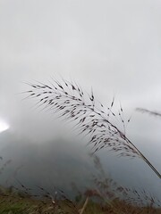 grass in the wind