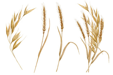 Watercolor spikelets of wheat, rye, barley, grains on a white background. High quality illustration
