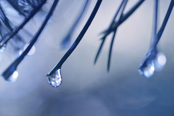 Drops of rain on the needles of the pine branch close up. Nature background.