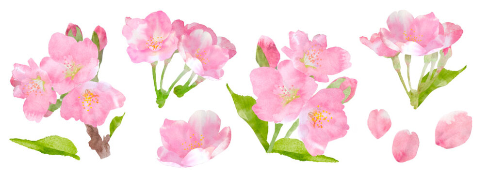 春の花、桜の花の手描き水彩イラストセット。装飾セット。 （透過背景）