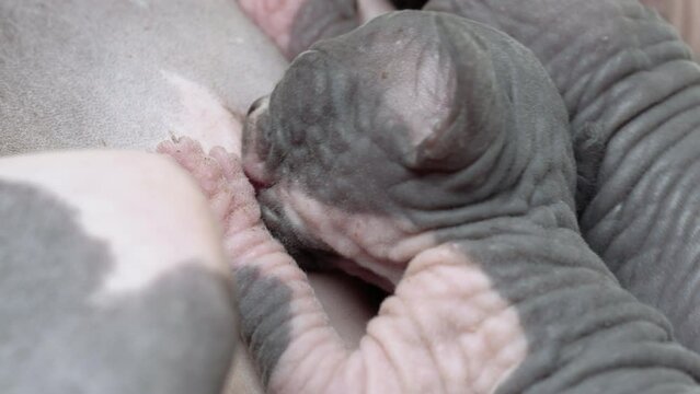Extreme close-up view of process of breastfeeding of kitten. Baby of Canadian Sphynx Cat sucking milk from mother. Mommy lying and nursing her newborn kitty. Real time 4K shot video, part of series