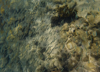 shoal of sardines, underwater photograph taken in January 2023 at Farol da Barra beach, Salvador, Brazil