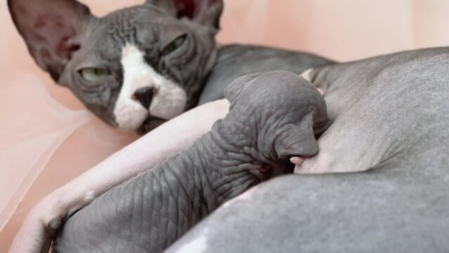 Hungry baby kitten sucking milk from mother Canadian Sphynx Cat. Mommy lying and breastfeeding her kitty. Close-up view of process of feeding of kitten. Real time 4K shot video, part of series